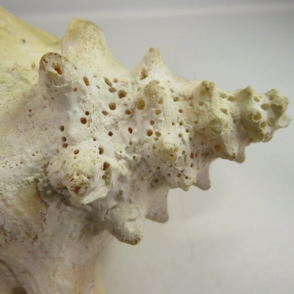 Large Real Conch Sea Shell 8x7" 5.5" tall has some chips Light Tan - Picture 7 of 10